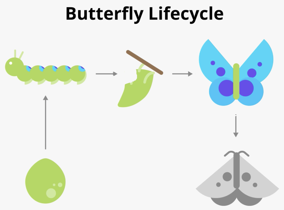 Ciclo de vida de las mariposas: Crecimiento a lo largo de las fases de huevo, oruga, crisálida y mariposa hasta la muerte.