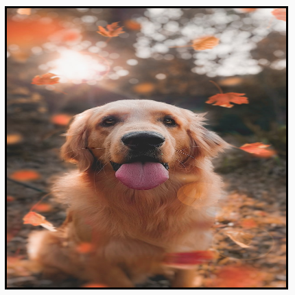 A portrait image distorted to completely fill a square frame, stretching the image.