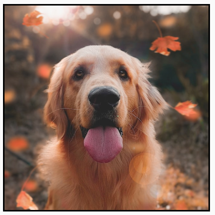 स्क्वेयर फ़्रेम की चौड़ाई के हिसाब से पोर्ट्रेट इमेज को स्केल किया गया है. इसमें ऊपर और नीचे के हिस्से को काटा गया है.