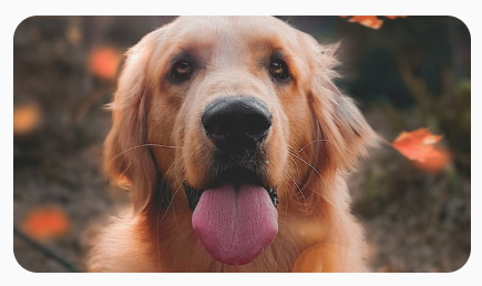 Uma imagem quadrada de um cachorro, transformada em uma proporção de 16:9, tornando-a mais larga e mais curta.