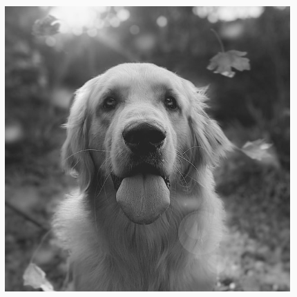 Tüm renk doygunluğunu kaldıran siyah beyaz filtre uygulanmış bir köpek.