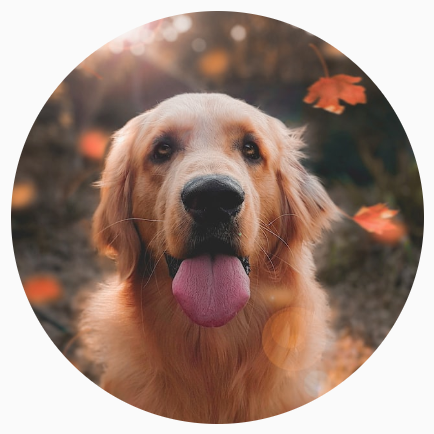 Ein Bild eines Hundes, das in einen perfekten Kreis zugeschnitten wurde.