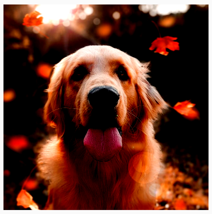 Un chien dont la luminosité et le contraste ont été augmentés, ce qui le rend plus vif.