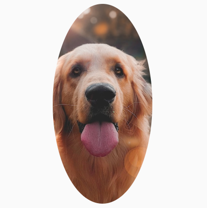 Uma imagem quadrada de um cachorro cortada em uma forma oval personalizada.