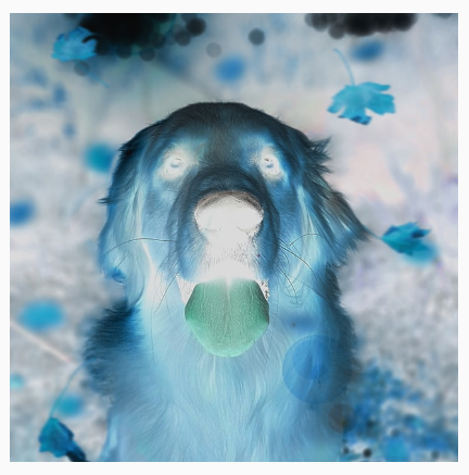 Un chien dont les couleurs sont inversées, avec un effet négatif.