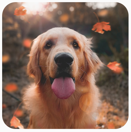 Uma imagem quadrada de um cachorro cortada com cantos arredondados.