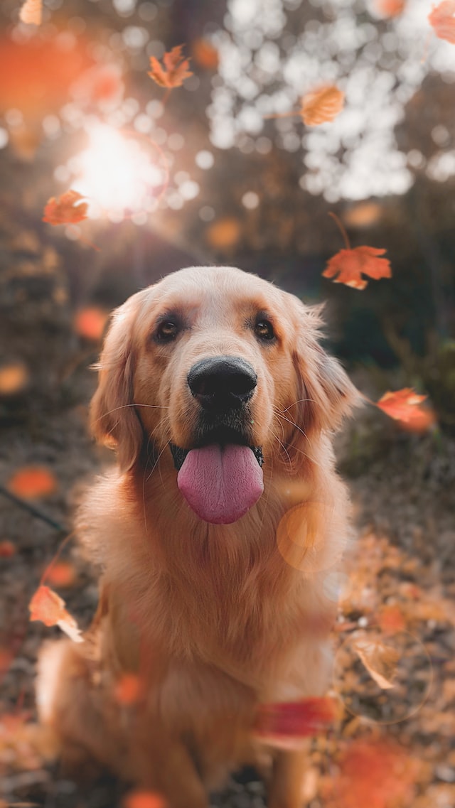 Una fotografia in primo piano di un cane golden retriever.