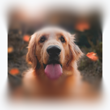 Un perro con los bordes superior e inferior desenfocados, mientras que la franja horizontal central se mantiene enfocada con nitidez.