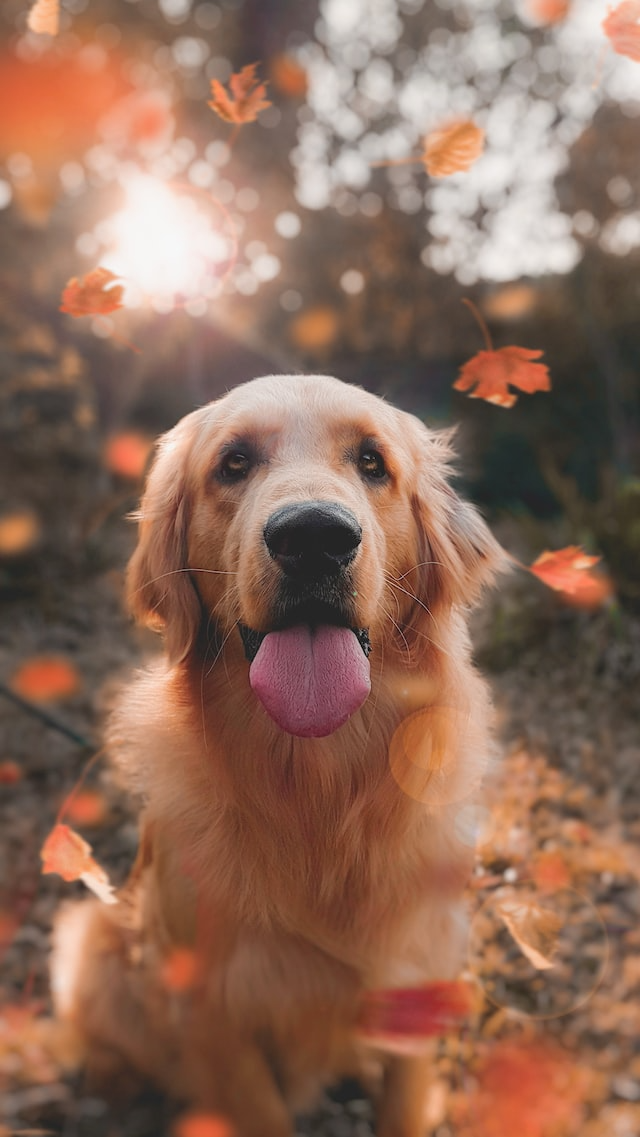 Un&#39;immagine di un cane